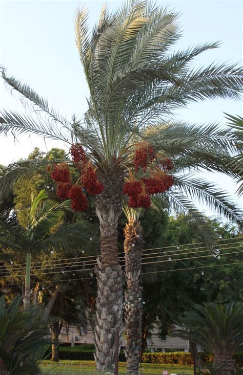 Date Palm Tree How To Grow And Care Palm Plant Palm