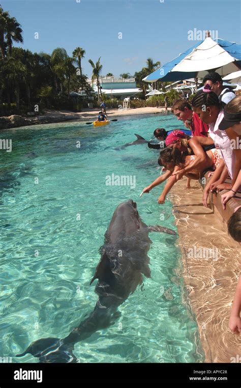 Orlando Fl Sea World Dolphin Cove People Feeding Dolphins Nmr Stock