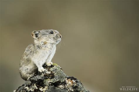 Cute Collared Pika — Ray Hennessy Wildlife