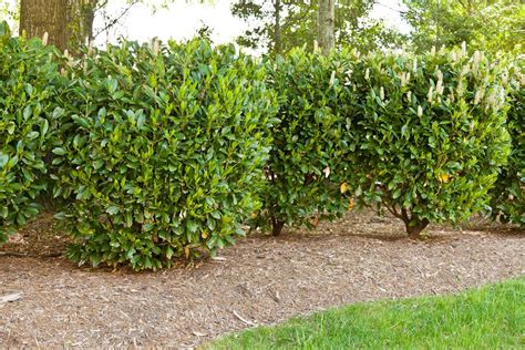 English Laurel  relatively deer resistant, evergreen with soft leaves
