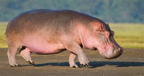 Hippo Mammals South Africa