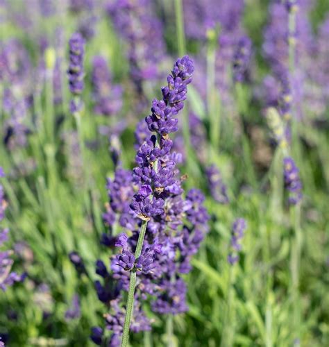 Oil of lavender — лавандовое масло. Blue Spear Lavender Seeds - West Coast Seeds