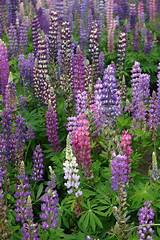 Provides brilliant colors throughout the season in a constantly changing pattern of blooms. Silver Falls Seed Company - Cascade Perennial Wildflower Mix