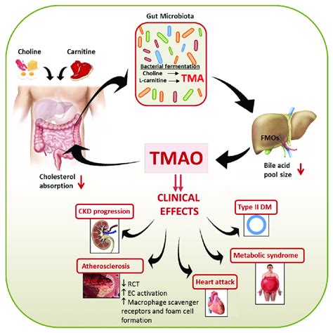 Schematic Representation Of The Link Between Diet Gut Microbiota Tmao
