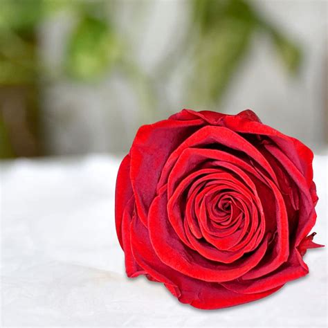 Forever Rose Long Lasting Preserved Roses Real Roses That Last Forever