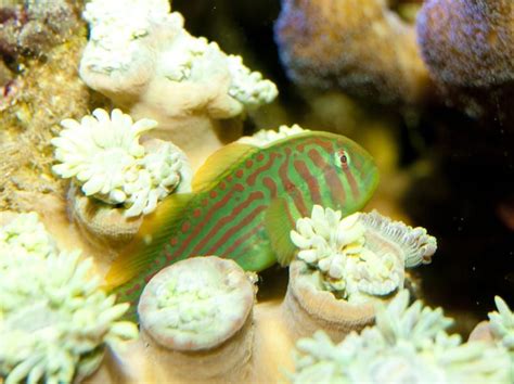 Fun Green Clown Goby Facts For Kids Kidadl