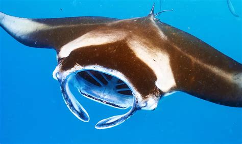 What Do Manta Rays Eat A Z Animals