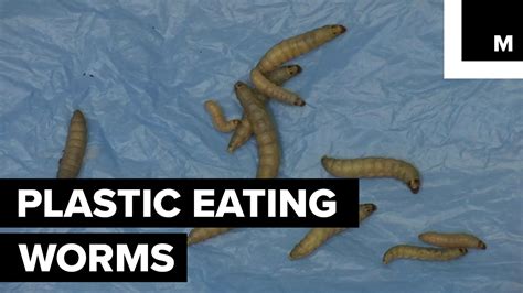 Worms Eating Plastic Waste Youtube