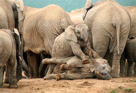 Africa Elephant Wildlife Photography By Piccaya 2 - Full Image