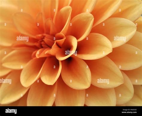 Closeup On An Orange Dahlia Flower Stock Photo Alamy