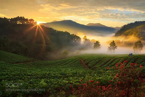 Strawberry Garden At Sunrise Chiangmai Thailand Rpic