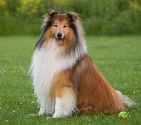 Raça Collie Lassie ⋆ Cachorrosderaca