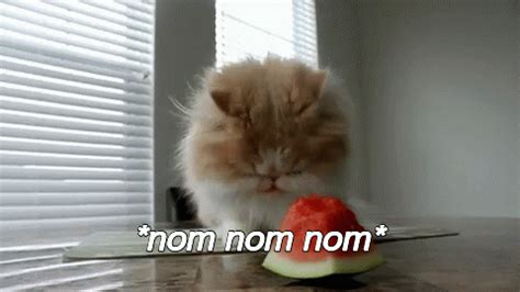 # cat # eating # watermelon # dog # animals # puppy # eating # watermelon # art # watermelon # watermelon. Seems Right GIF - Animals Cat Watermelon - Discover & Share GIFs