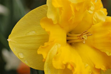 Fileyellow Daffodil Narcissus Closeup 3008px