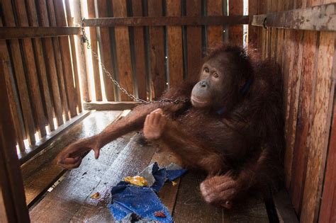 The Bornean Orangutan Population Has Fallen By Nearly 150000 In Just