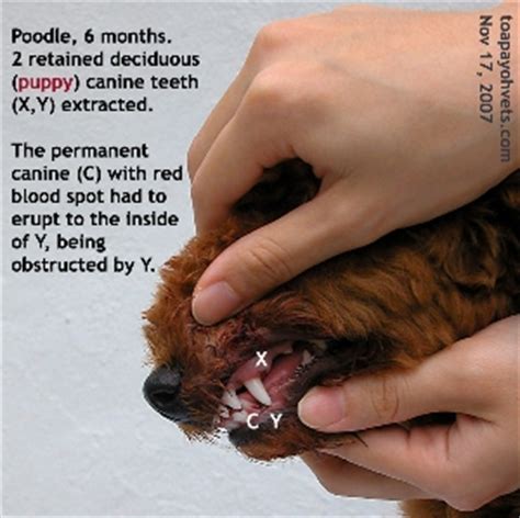 Our feisty little cat has snapped a canine. 20091203Dental_Veterinary_cases_Singapore_Toa_Payoh_Vets ...