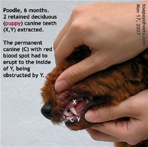 Our feisty little cat has snapped a canine. 20091203Dental_Veterinary_cases_Singapore_Toa_Payoh_Vets ...