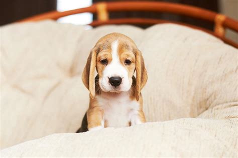 Bringing A Puppy Home Help Your Puppy Adjust To A New Home