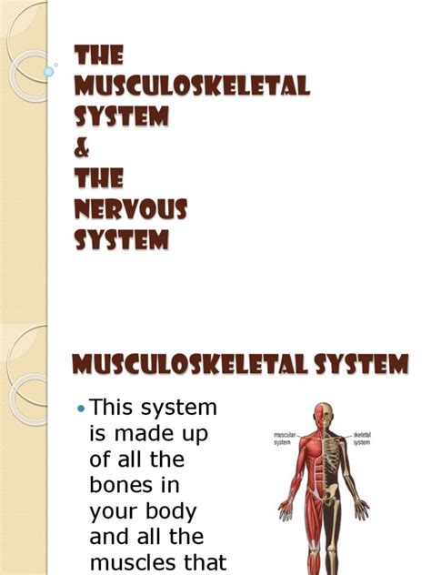 Lesson 6 Musculoskeletal And Nervous Systems Ppt Human