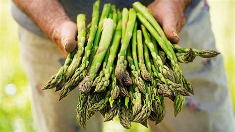 Plan on cooking asparagus the day you purchase if possible. How Does Asparagus Grow? Exploring Asparagus Fields ...