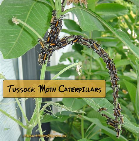 A pest since biblical times, they fly in unexpectedly, strip a field bare in an hour. Stop Milkweed Pests from Ruining Milkweed for Monarchs