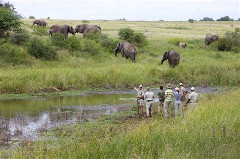 Kapama Game Reserve Safaris And Tours Kapama Safari