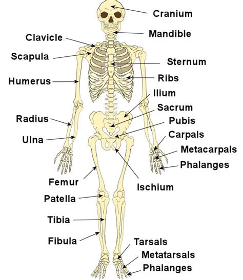 Support And Movement In Man Biology Lesson 146 Part 1