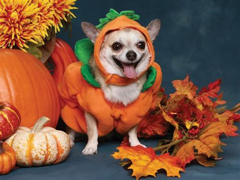 10 Adorable Animals Dressed For Halloween Pet Halloween Costumes