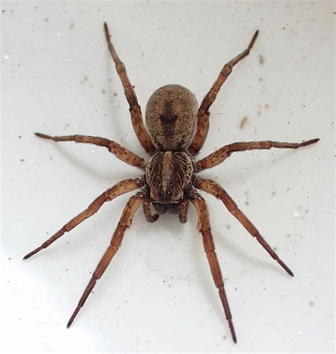 Palm Sized Spider Found At Ohio Preserve Recent News Herald