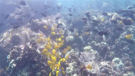 Piloting and aerial survey approach to monitor coral bleaching (aloha helicopter tours). Hawaii Reef Snorkeling | GoPro Hero4 - YouTube