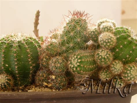 El cactus como cualquier planta necesita del agua para vivir, esto no quiere decir que mientras mas agua mejor, no! ¿Varios cactus en una misma maceta?