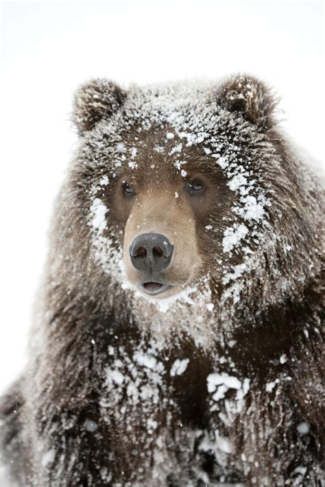 Captive Male Brown Bear With A Frosty Face Lying On Snow Alaska