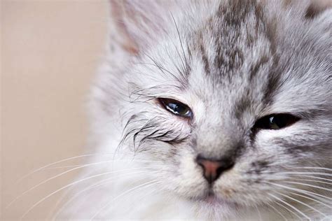 6 common eye problems in cats causes symptoms treatment and prevention daily paws