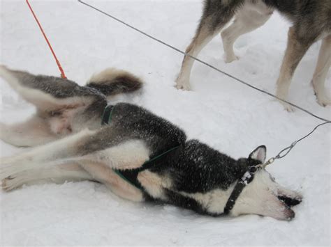 Kits stay in their burrow with their mother for around 42 days, according to the adw. St. Lapland - Inspiring moments: A day with huskies
