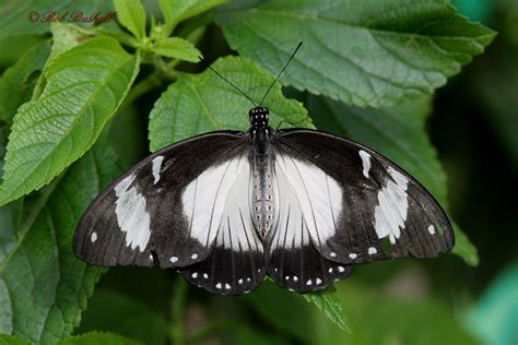 Birds And Nature In The Forest Of Dean Probably It Is A Female Papilio