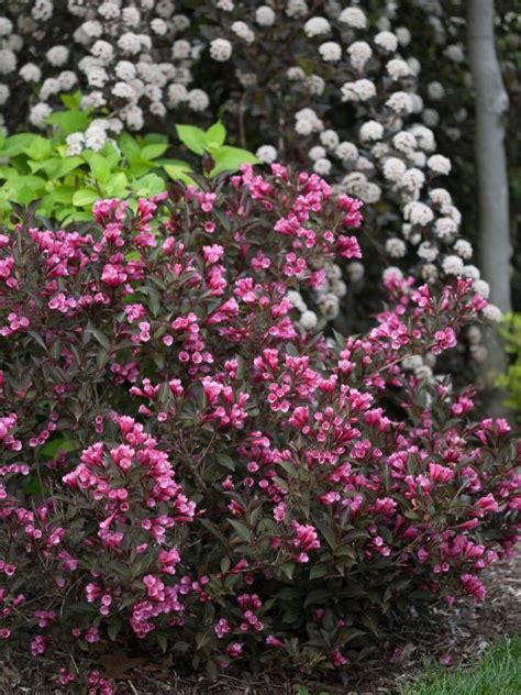 Add Some Color To Your Yards Sunny Areas With Low Maintenance Shrubs