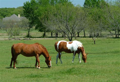 Fertilization Tips For Horse Pastures