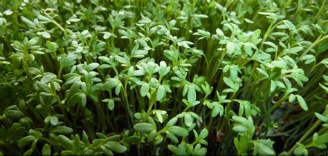 Curled Cress Seeds Organic Etsy