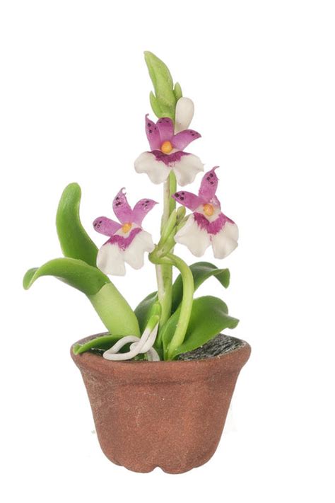 Woman taking care of home plants. Dollhouse Miniature Potted Purple And White Oncidium ...