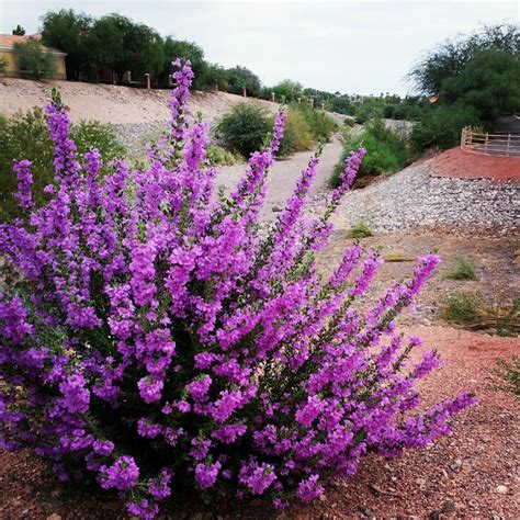 A seasonal guide to the best flowering bushes by anne balogh. Flowering Shrubs {Garden} - Wendys Hat