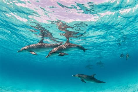 Rekiny W Morzu Śródziemnym Co Warto Wiedzieć