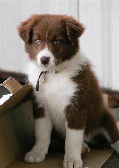 Stunning Photo Of Border Collie Pup By ‹ Stewartgouldphotography