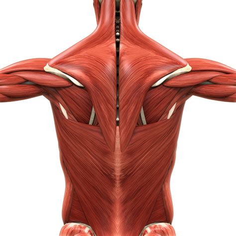 The back contains the spinal cord and spinal column, as well as three different muscle groups. bodyman Full back muscles