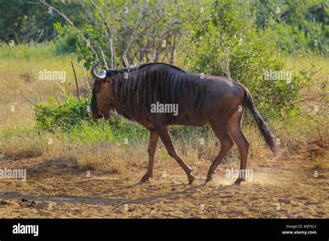 Wildebeest Walking In Kissama National Park Angola Stock Photo Alamy
