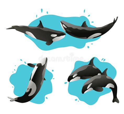 Set Of Jumping Killer Whales And Water Splashes Vector Illustration
