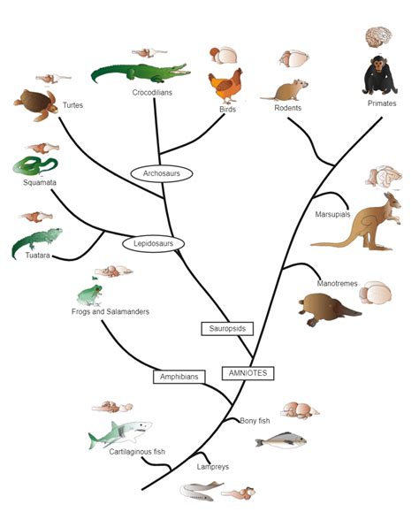 Vertebrate Phylogenetic Tree Edrawmax Template