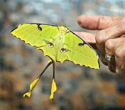 Madagascar Moon Moth Moon Moth Moth Luna Moth