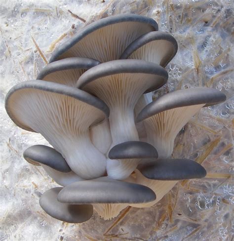 Oyster Mushroom In Madurai India From Dr Mohan Mushrooms 9487076366