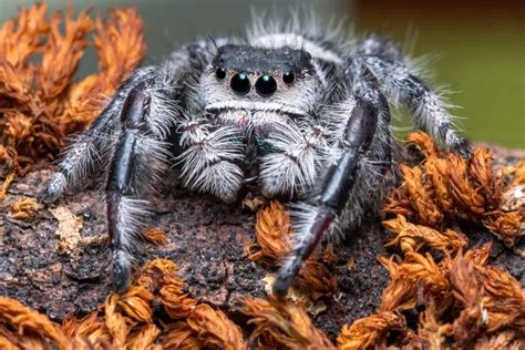 The Three Best Kinds Of Spiders To Keep As Pets School Of Bugs