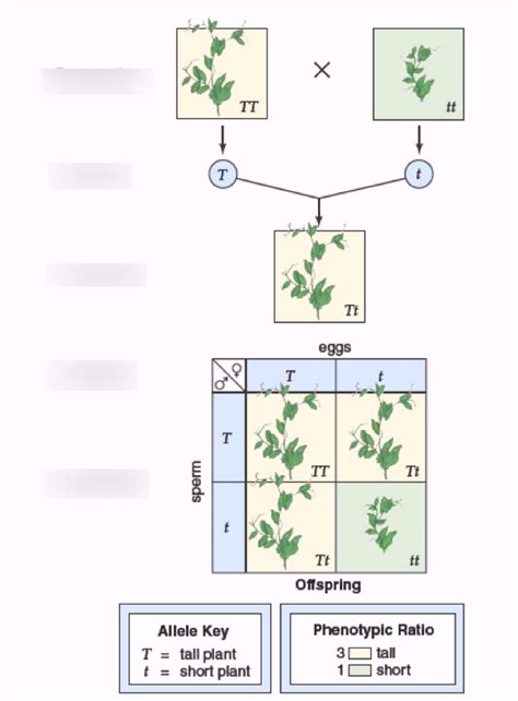 Ch 11 Mendelian Patterns Of Inheritance Diagram Quizlet